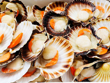 Conchiglie di capesante fresche aperte