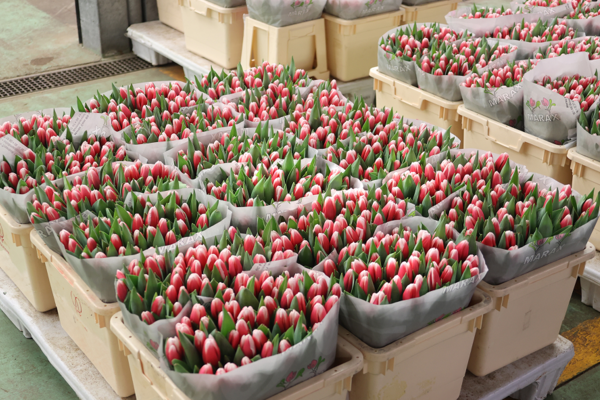 Cassette con mazzi di tulipani rosa e bianchi pronti per la vendita al mercato