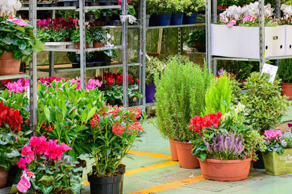 Vasi con piante e fiori colorati esposti su scaffali al mercato ortofloricolo