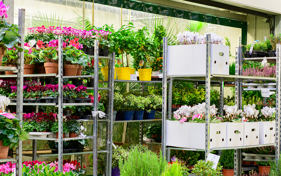 Esposizione di piante e fiori in vaso su scaffali nel mercato floricolo di Milano