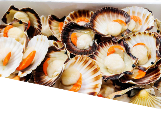 Conchiglie di capesante fresche aperte