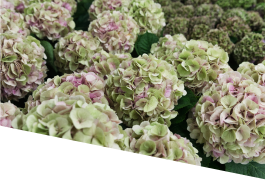 Mazzi di ortensie verdi e rosa